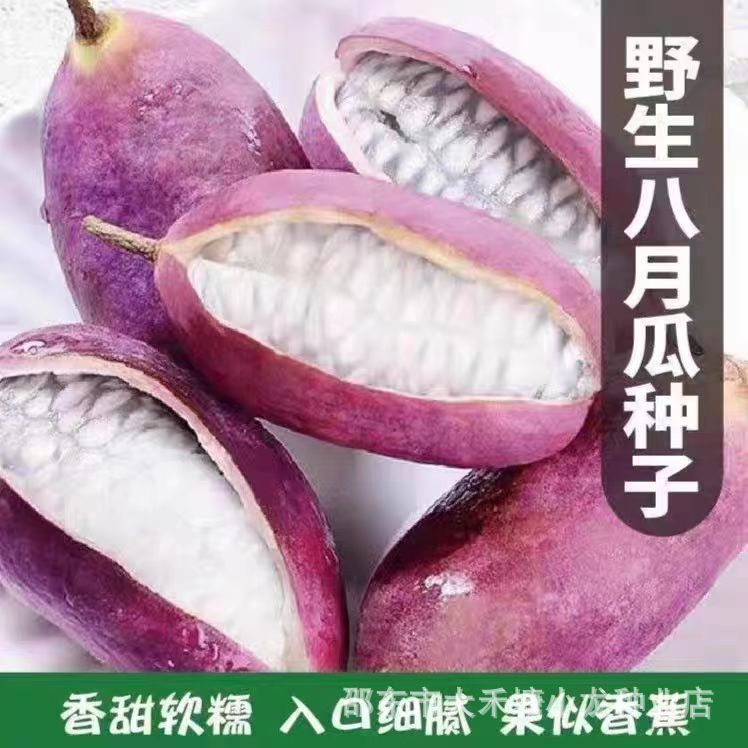 现货热卖八月瓜八月炸种子膳食纤维新种子四季爬藤阳台盆栽食用水果种子August melon August fried seeds dietary fiber new seeds20260324