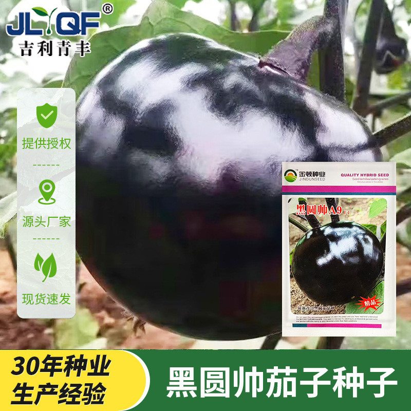 现货黑圆帅茄子种子黑亮大果圆茄种子农家菜园蔬菜种子现货易种植Black round handsome eggplant seeds black bright big fruit round eggpl
