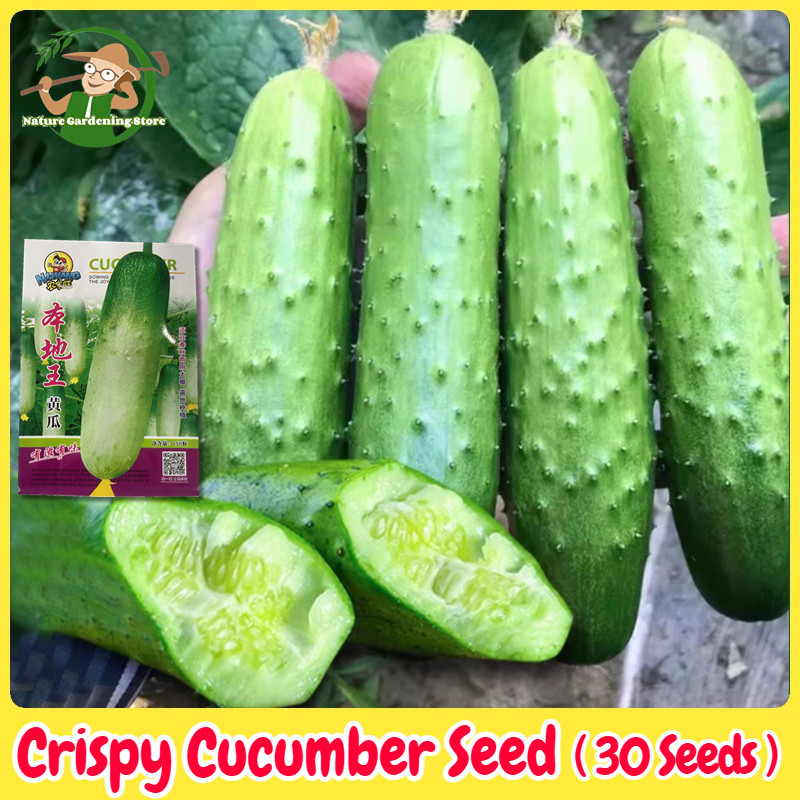 เมล็ดพันธุ์ แตงกวา บรรจุ 30 เมล็ด Crispy Cucumber Seeds เมล็ดแตงกวา F1 เมล็ดพันธุ์แท้ OP เมล็ดผักสวน