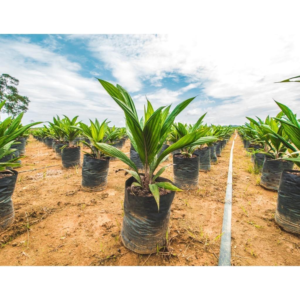 กล้าปาล์ม ยังกัมบิML161 แท้100% ⭐⭐⭐⭐⭐   โทร 098 0130425