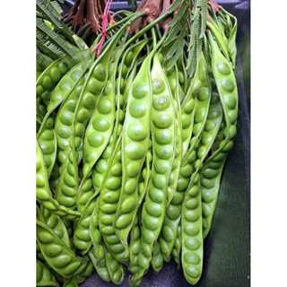 สะตอฝัก 10 ฝักสวยๆ สะตอข้าว