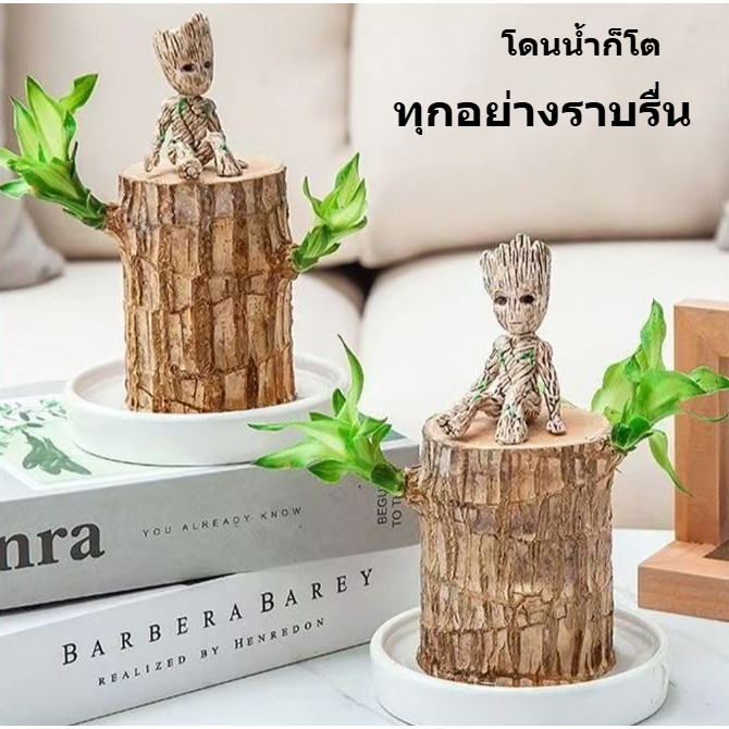 🤞ต้นไม้บราซิล ไฮโดรโปนิกส์ ไม้มงคลฮวงจุ้ย เสริมโชคลาภ เรียกทรัพย์ ปลูกง่าย ต้นไม้ตั้งโต๊ะ ตกแต่งบ้าน/โต๊ะทำงาน