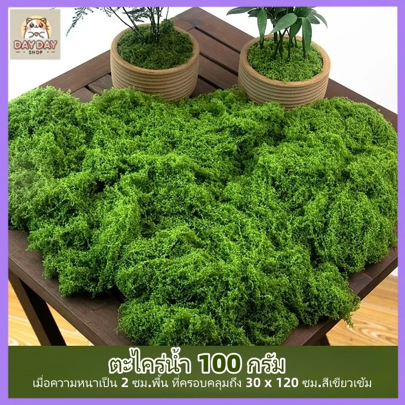 【สต็อกท้องถิ่น】มอสเทียม 100 กรัม - สำหรับตกแต่งจุลภูมิ DIY บอนไซ สวนหิน และฉากตกแต่ง