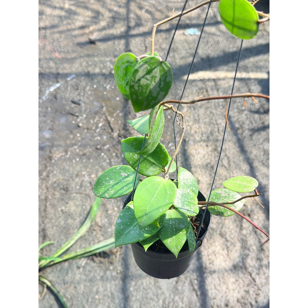 มุมมอง 5