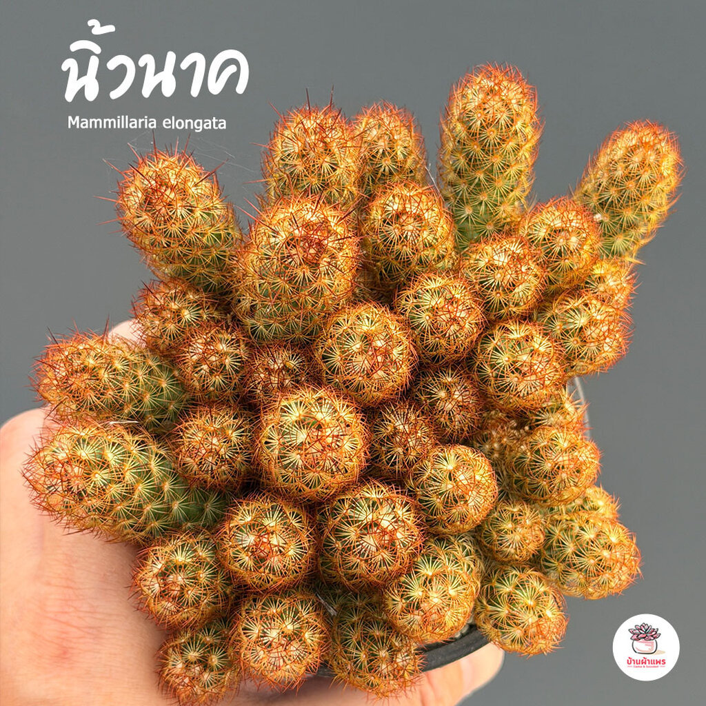 นิ้วนาค Mammillaria elongata แคคตัส กระบองเพชร cactus&succulent