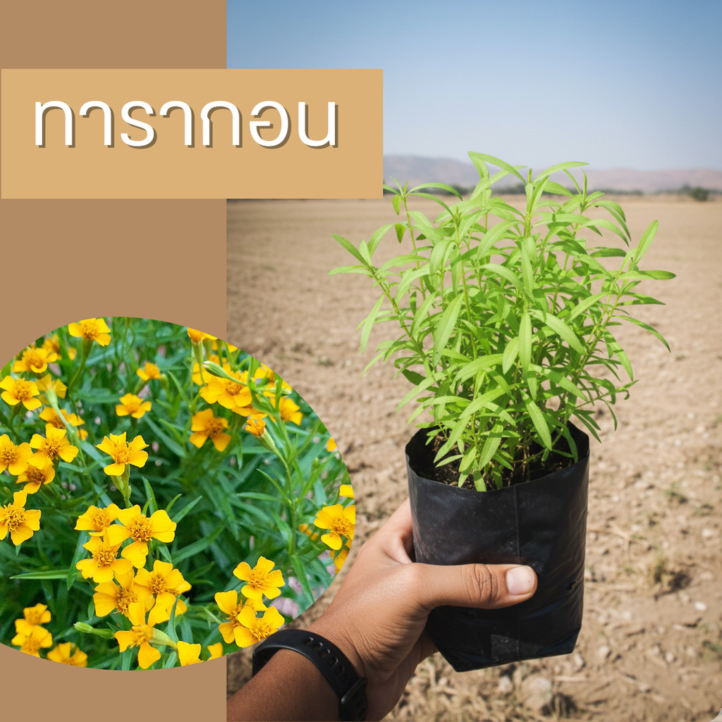 ต้นทารากอน แข็งแรงไซด์กำลังสวย พร้อมลงดิน