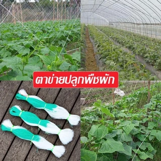 🔥COD🔥างปลูกผัก ค้างผัก 2*100m ตาข่ายปลูกผัก โครงไม้เลื้อย ค้างไม้เลื้อย ตะข่ายไนลอน ต้นไม้เลื้อย อวนแตง ตาข่ายปลูกแตงกวา