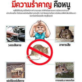 1 คืน หนูตายหมด ยาเบื่อหนู 500g นำเข้าจากอเมริกา จดสิทธิบัตร สูตร ยาไล่หนู ยาฆ่าหนู ทำจากข้าวสาลี อาหารที่หนูชอบที่สุด