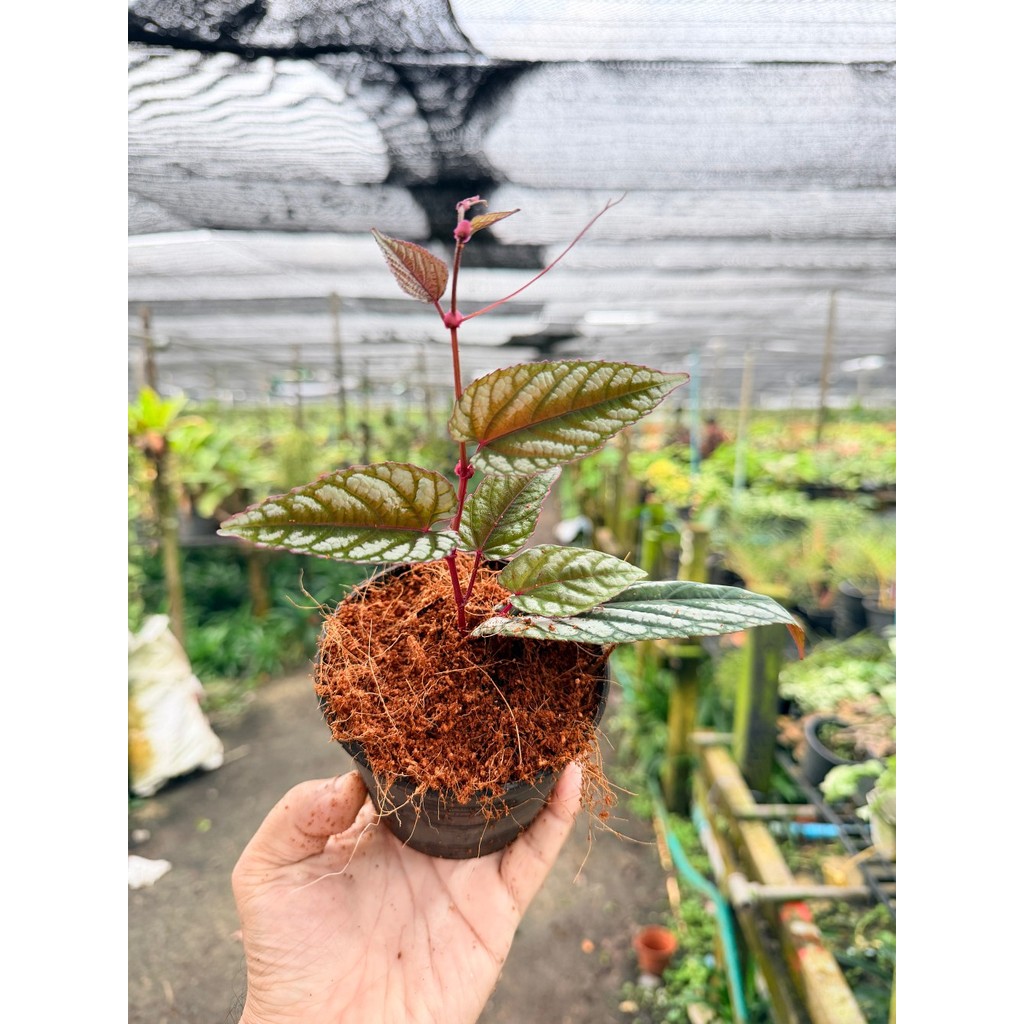 พลูนางฟ้า 4 นิ้ว - Silver Satin Pothos - View 3