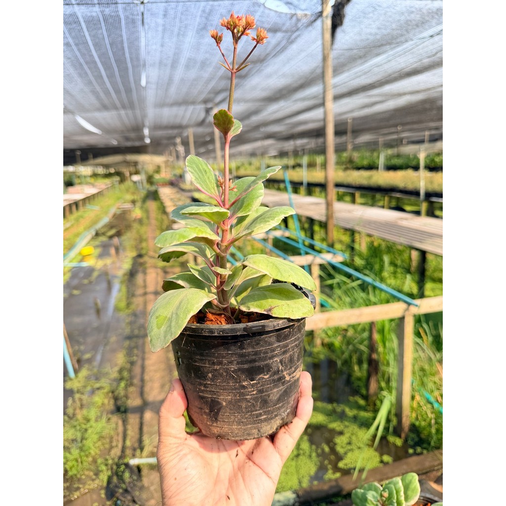 กุหลาบหิน 6 นิ้ว - Echeveria / Succulent - มุมมองที่ 5