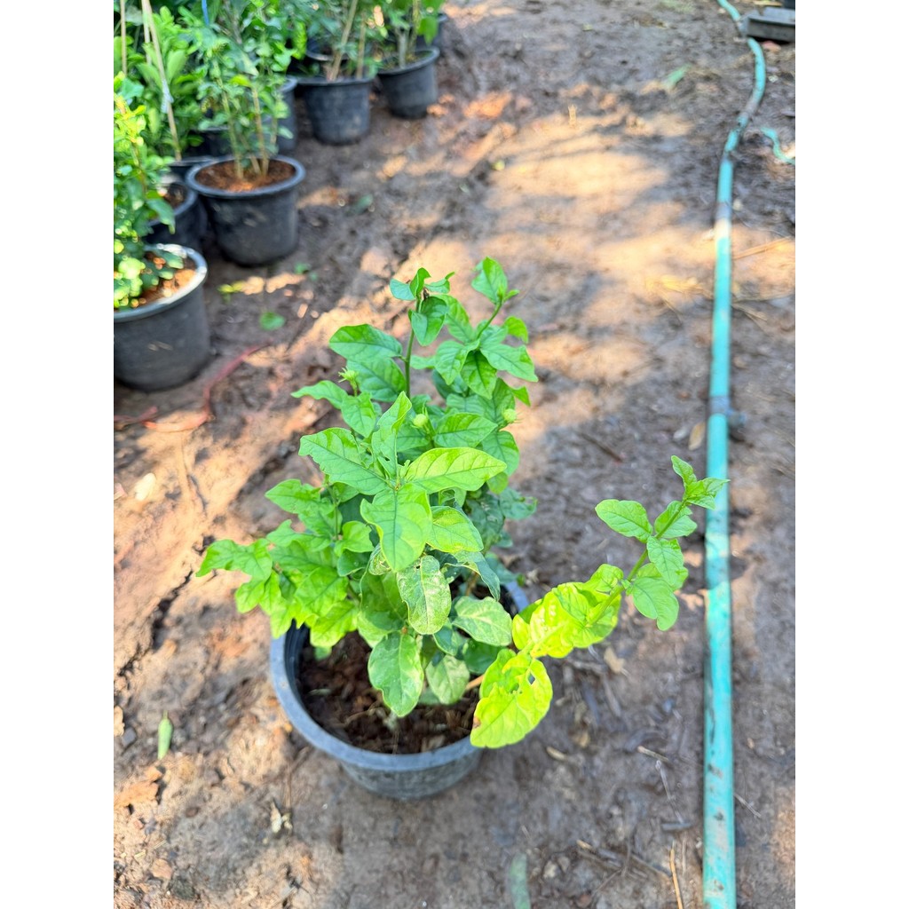 มะลิซ้อน 11 นิ้ว - Arabian Jasmine - View 6