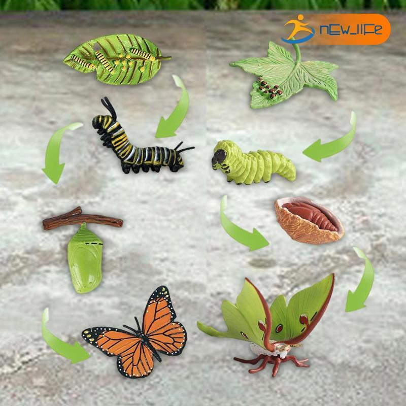 [Shiwaki5] Montessori Butterfly Moth Life Cycle Model Science for Party Favors Teaching