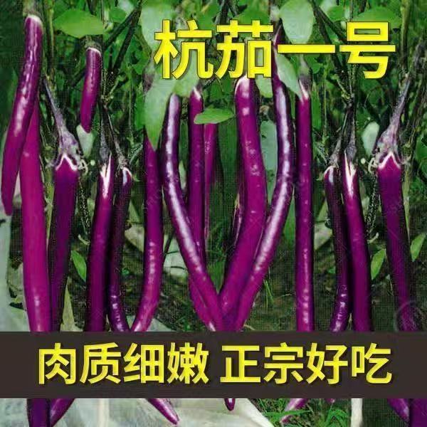 现货热卖杭茄一号长茄种子茄子苗秧种孑线茄蔬菜种籽春季秋冬茄子种籽茄苗Hangqie No. 1 Long Eggplant Seeds, Eggplant Seedlings, Transplant 