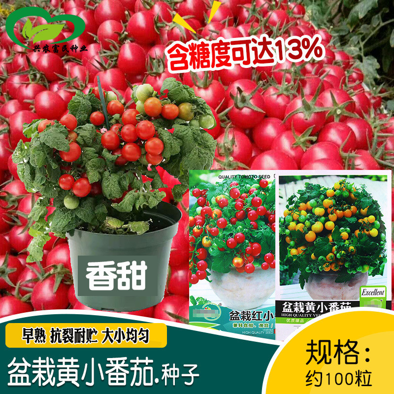 现货*中研盆栽黄小番茄红西红柿种子 农田菜园盆栽阳台种植早熟番茄籽Academia Sinica Bonsai Yellow Cherry Tomato Red Tomato Seeds2026032