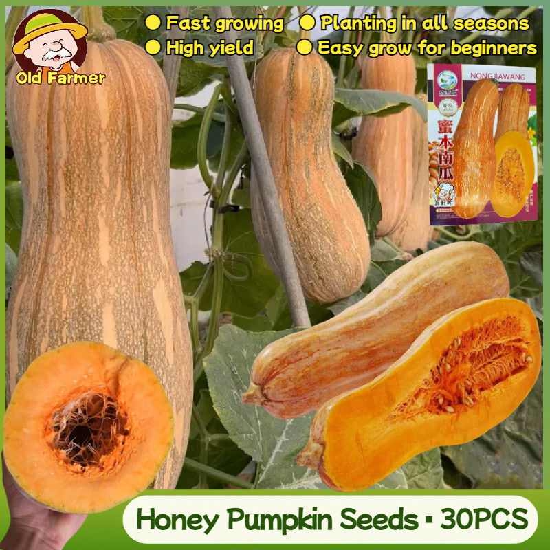 บัตเตอร์นัท Honey Pumpkin Seeds Organic Pumpkin Plant Vegetable Seeds เมล็ดพันธุ์ผัก คุณภาพดี ราคาถู