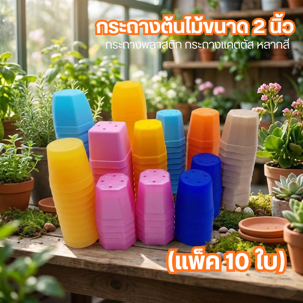 🌵กระถางแคคตัส 2 นิ้ว กระถางต้นไม้จิ๋ว กระถางพลาสติก  หลากสี หลายทรง (แพ็ค 10 ใบ)🌵