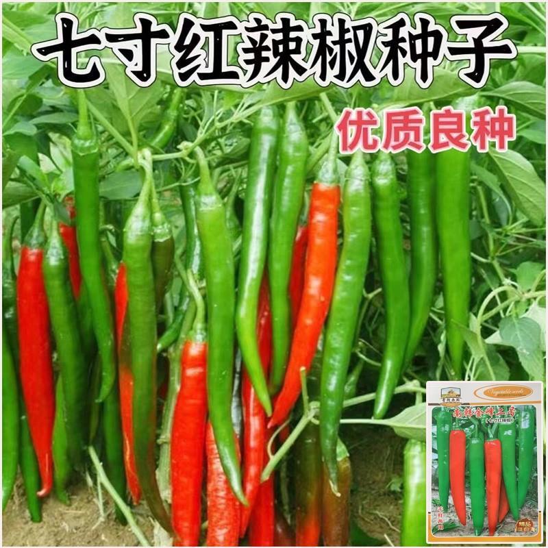 现货*七寸红辣椒种子线椒种子南韩金峰二号辣椒种子四季辣椒种7-inch red chili seeds, string pepper seeds, South Korean Jin Feng.2026