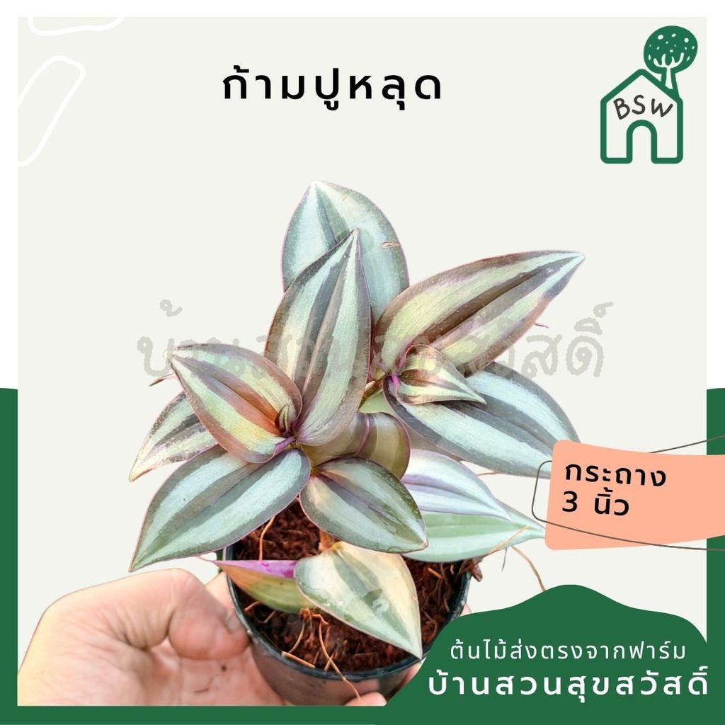 ก้ามปูหลุด 3-6 นิ้ว - Inch Plant / Tradescantia
