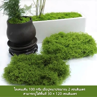【สต็อกท้องถิ่น】มอสเทียม 100 กรัม - สำหรับตกแต่งจุลภูมิ DIY บอนไซ สวนหิน และฉากตกแต่ง