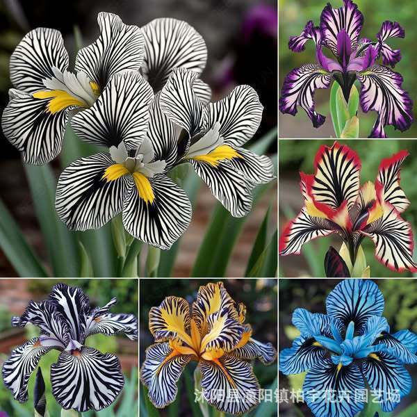 现货*条纹兰花种子混色条纹兰种籽阳台四季盆栽花卉种子Striped orchid seeds, mixed colors, striped orchid seeds for the balcony20