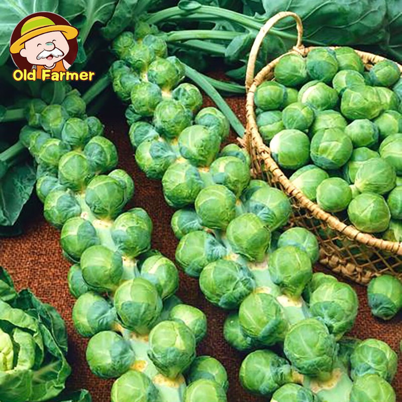 20 เมล็ด เมล็ดพันธุ์ กะหล่ำดาว Brussels Sprouts Seeds บอนไซ เมล็ดพันธุ์พืช เมล็ดผักสวนครัว เมล็ดพันธุ์ผัก เมล็ดผัก - รูปที่ 2