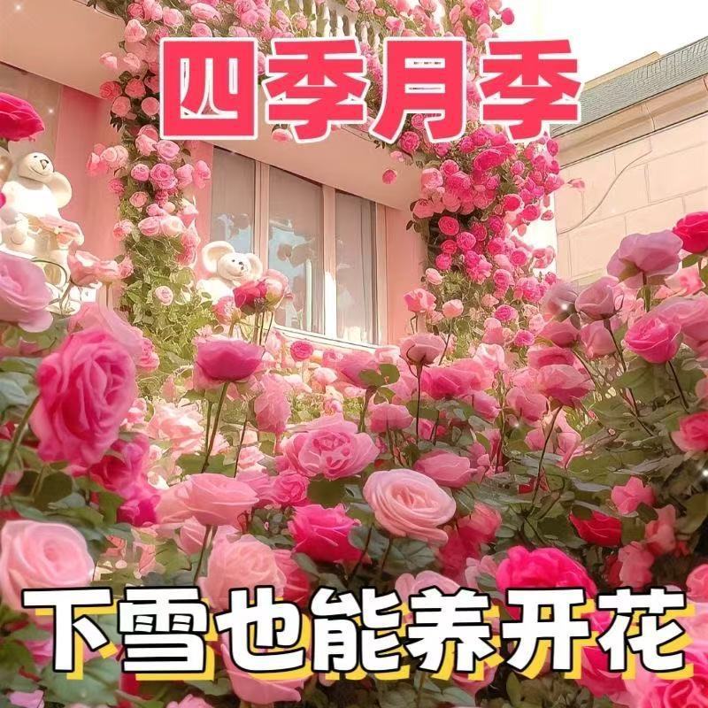 พร้อมส่ง จัดส่งด่วน [E-Commercial Dedicated] Rose Flower Seed Climbing Vine Rose Flower Seed Bloomin