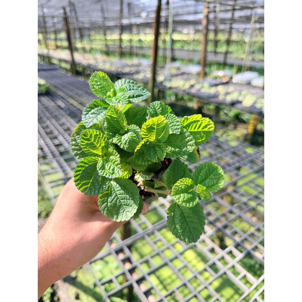 มุมมอง 5