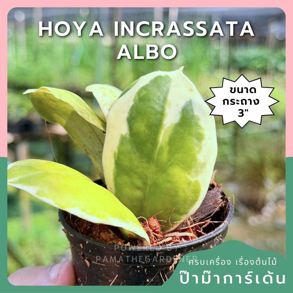 โฮย่า อินคราสซาตา อัลโบ้ กระถาง 3 นิ้ว - Hoya Incrassata Albo (ใบด่างสวย ดอกหอมมาก)
