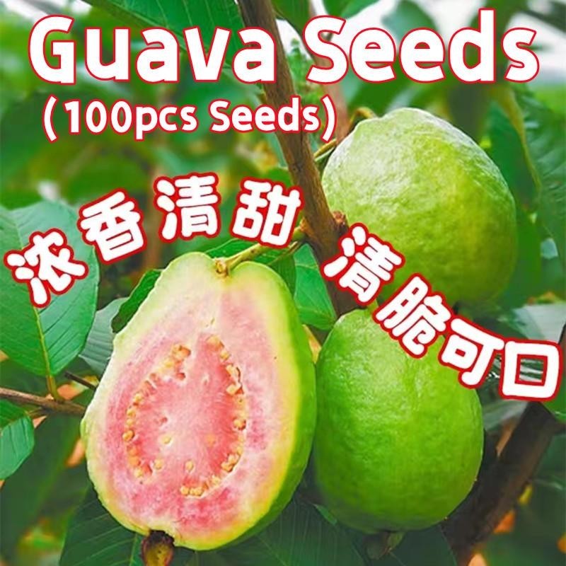 SD เมล็ดพันธุ์ ฝรั่ง (100เมล็ด/ซอง) Edible Bonsai Guava Seeds Fruit Seeds Guava Tree Seeds ต้นไม้ผลก
