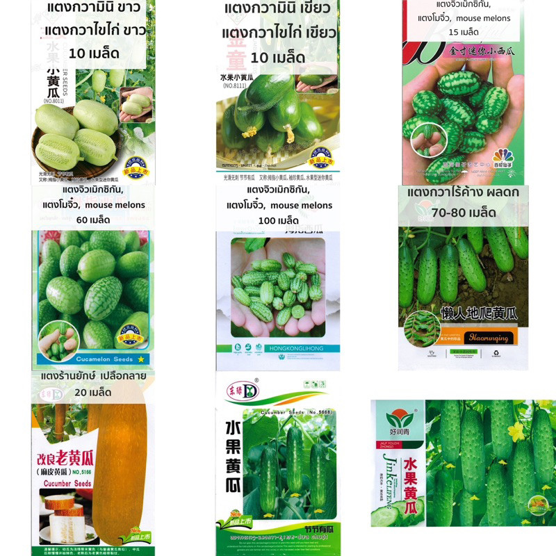 เมล็ด แตงกวา แตงกวาจิ๋ว เม็กซิกัน Cucumber seed แตงกวามินิ / ไข่ไก่ แตงกวาญี่ปุ่น แตงกวาดัช แตงร้านยักษ์เปลือกลาย