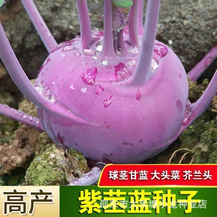 现货紫苤蓝种子青苤兰种籽四季盆栽菜种籽庭院种植菜籽春季蔬菜种子孑Purple Krabi Seeds Green Krabi Seeds Four Seasons Potted Vegetables2