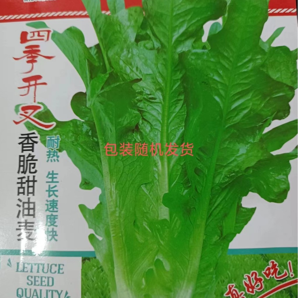 现货热卖开叉油麦菜种子四季花叶油麦菜种子开丫香油麦菜阳台盆栽蔬菜种孑Split lettuce seed four seasons flower leaf lettuce seed20260322