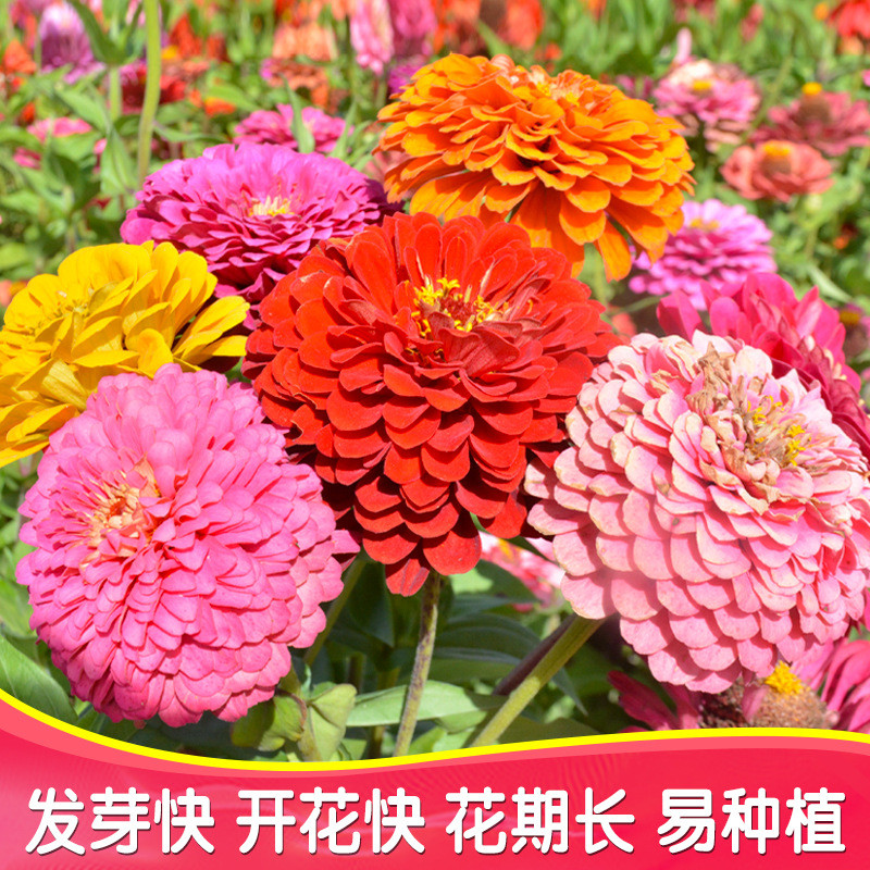 现货*百日草种子四季易种百日菊花卉种子室内室外花海景观花种子批发Zinnia seeds, easy to grow all year round; zinnia flower seeds.20260