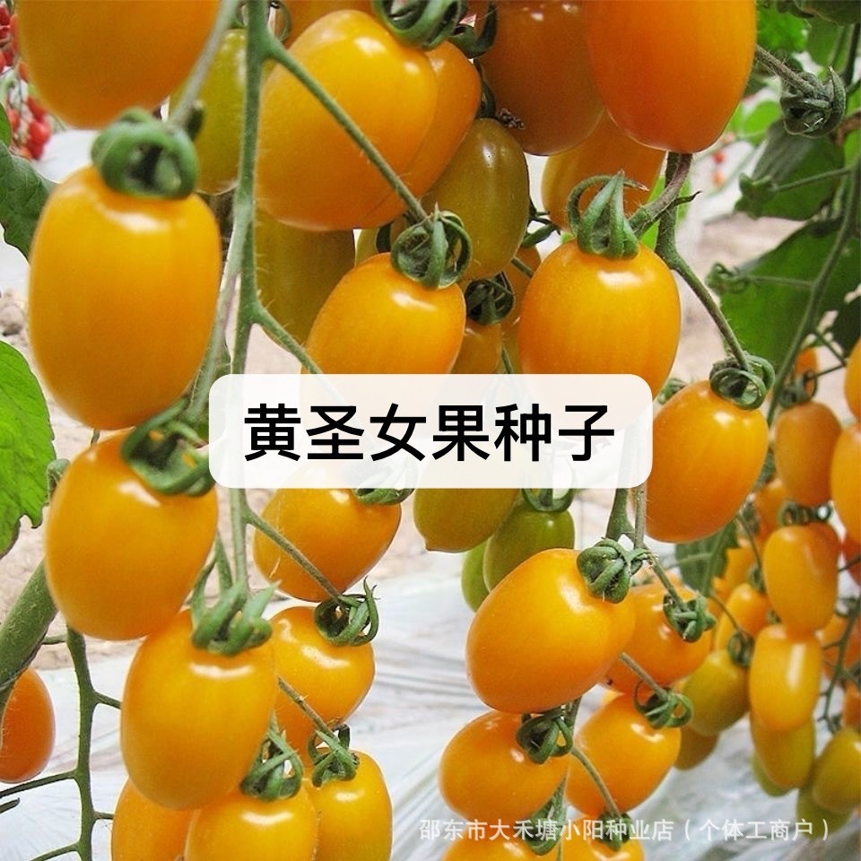 现货热卖黄圣女果种子西红柿种籽高产樱桃小番茄四季阳台盆栽脆甜蔬菜种子yellow cherry tomatoes seeds tomato seeds high yield cherry2026033