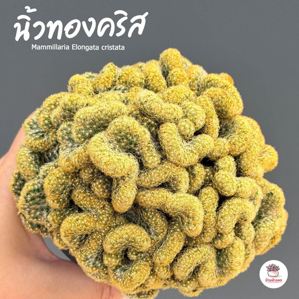 นิ้วทองคริส Mammillaria Elongata cristata กระบองเพชร แคคตัส ไม้อวบน้ำ cactus&succulent