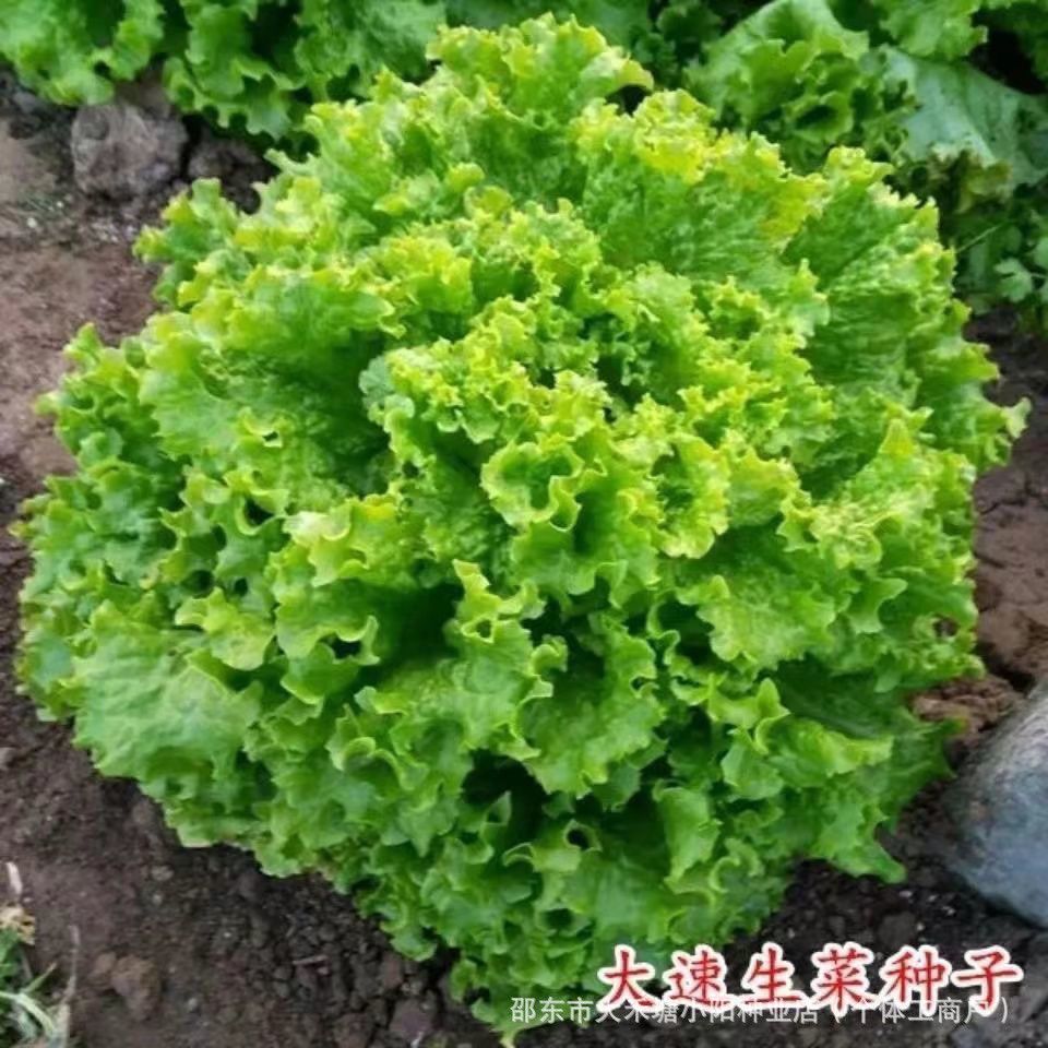 现货热卖大速生菜种子蔬菜沙拉奶油生菜种籽四季高产阳台盆栽蔬菜种孑Large Speed Lettuce Seeds Vegetable Salad Cream Lettuce Seeds2026033
