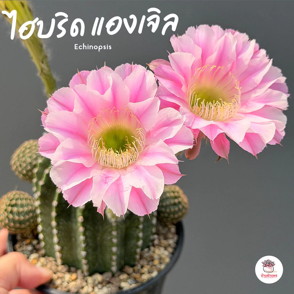 อิชินอปซิส ไฮบริด แองเจิล Echinopsis แคคตัส กระบองเพชร cactus&succulent