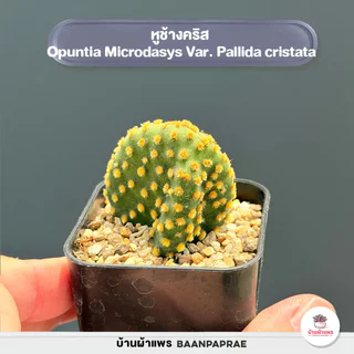 รวมโอพันเทีย หูกระต่าย Mix Opuntia worthia หลายสายพันธุ์ ส่งทั้งกระถาง cactus&succulent