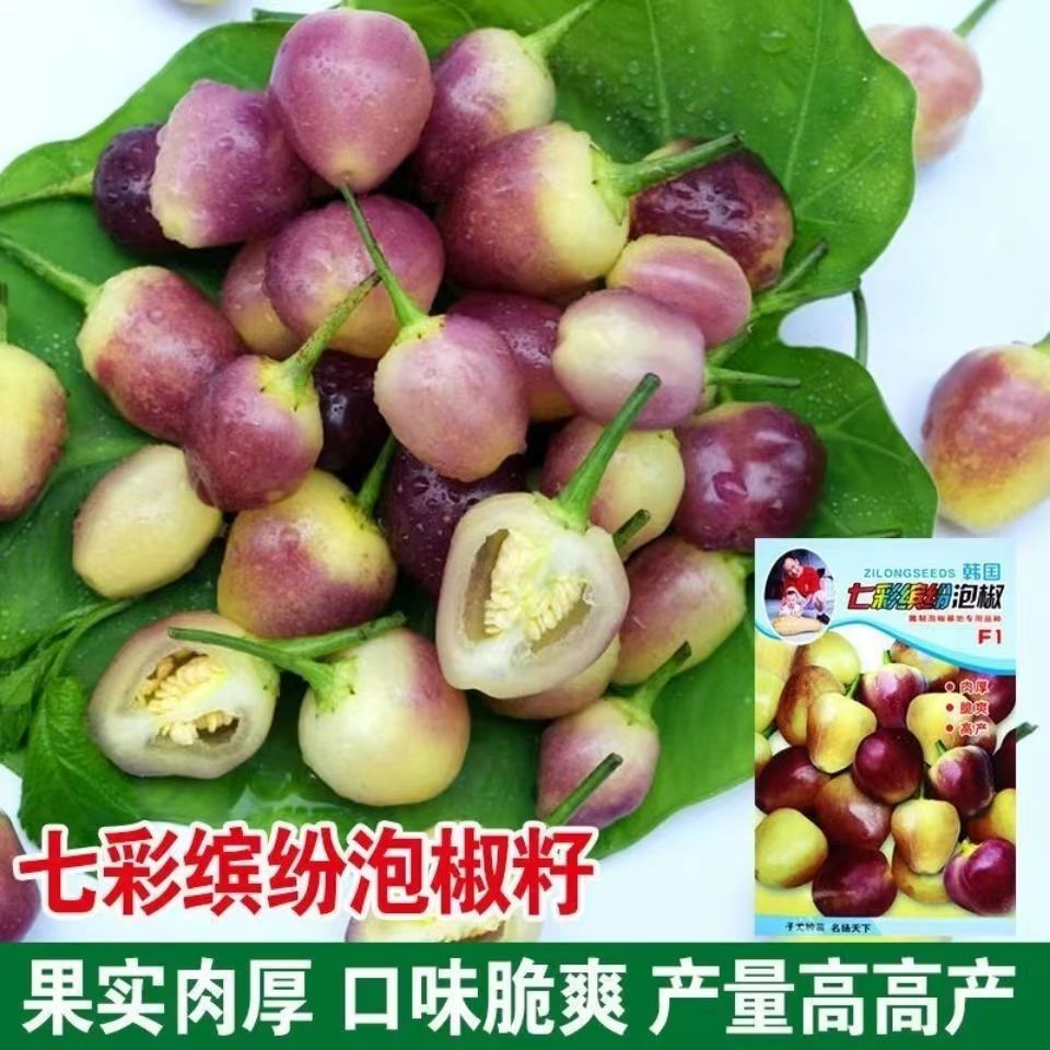 现货热卖七彩椒种籽小辣椒广西特产泡椒珍珠五彩椒迷你盆栽蔬菜种子四季播Colorful pepper seeds small pepper Guangxi specialty pickled peppe