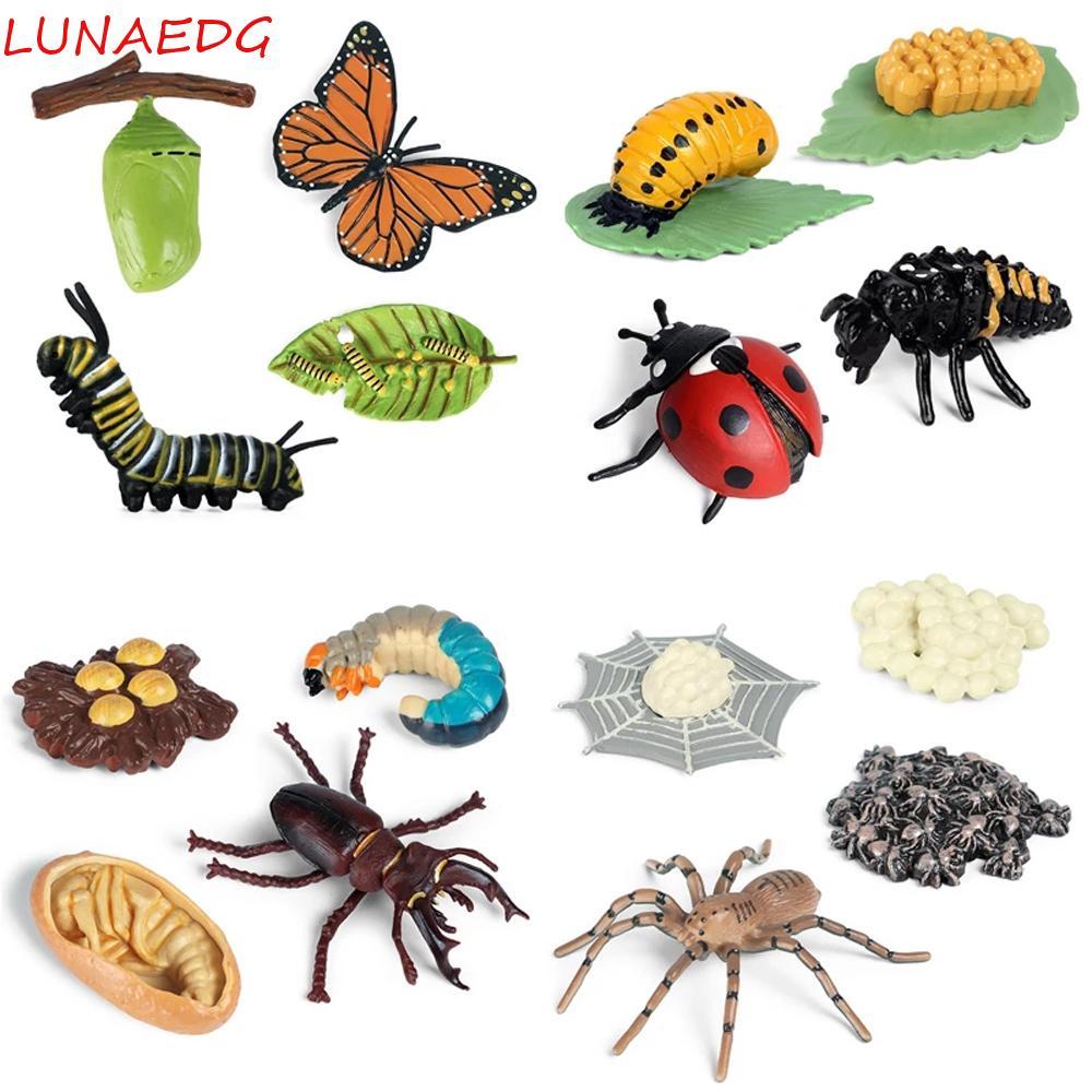 LUNAEDGE Growth Cycle Model Chicken Kids Toy ชีววิทยา Butterfly Growth Cycle Spider Educational Acti