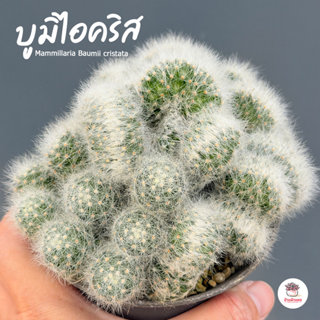 แมมบูมิไอคริส Mammillaria Baumii cristata กระบองเพชร แคคตัส …