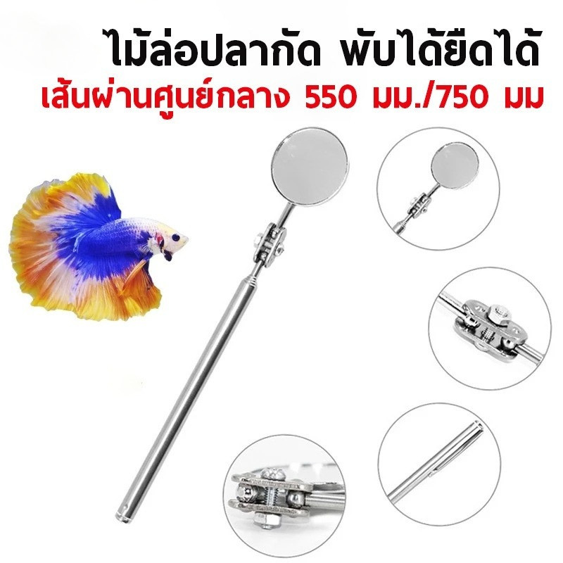 ไม้ล่อปลากัด กระจกล่อปลา ปลากัด กระจก กระจกล่อปลา พกได้ยึดได้ เพิ่มสีสันสวยงาม พร้อมส่งจากไทย