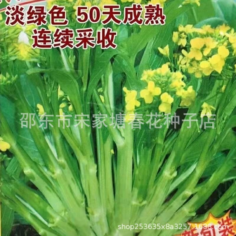 现货热卖多枝多芽菜心多子多孙甜菜心种子广东菜芯菜苔籽春夏秋蔬菜种子籽Multi-branch, multi-bud bok choy; sweet-tasting bok choy seeds for