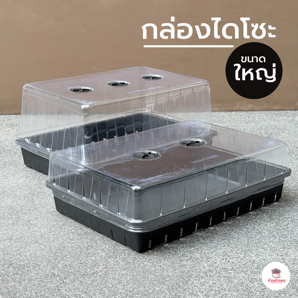 กล่องไดโซะ #ใหญ่ กล่องเพาะเมล็ด แคคตัส กระบองเพชร cactus&succulent