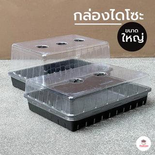 กล่องไดโซะ #ใหญ่ กล่องเพาะเมล็ด แคคตัส กระบองเพชร cactus&suc…