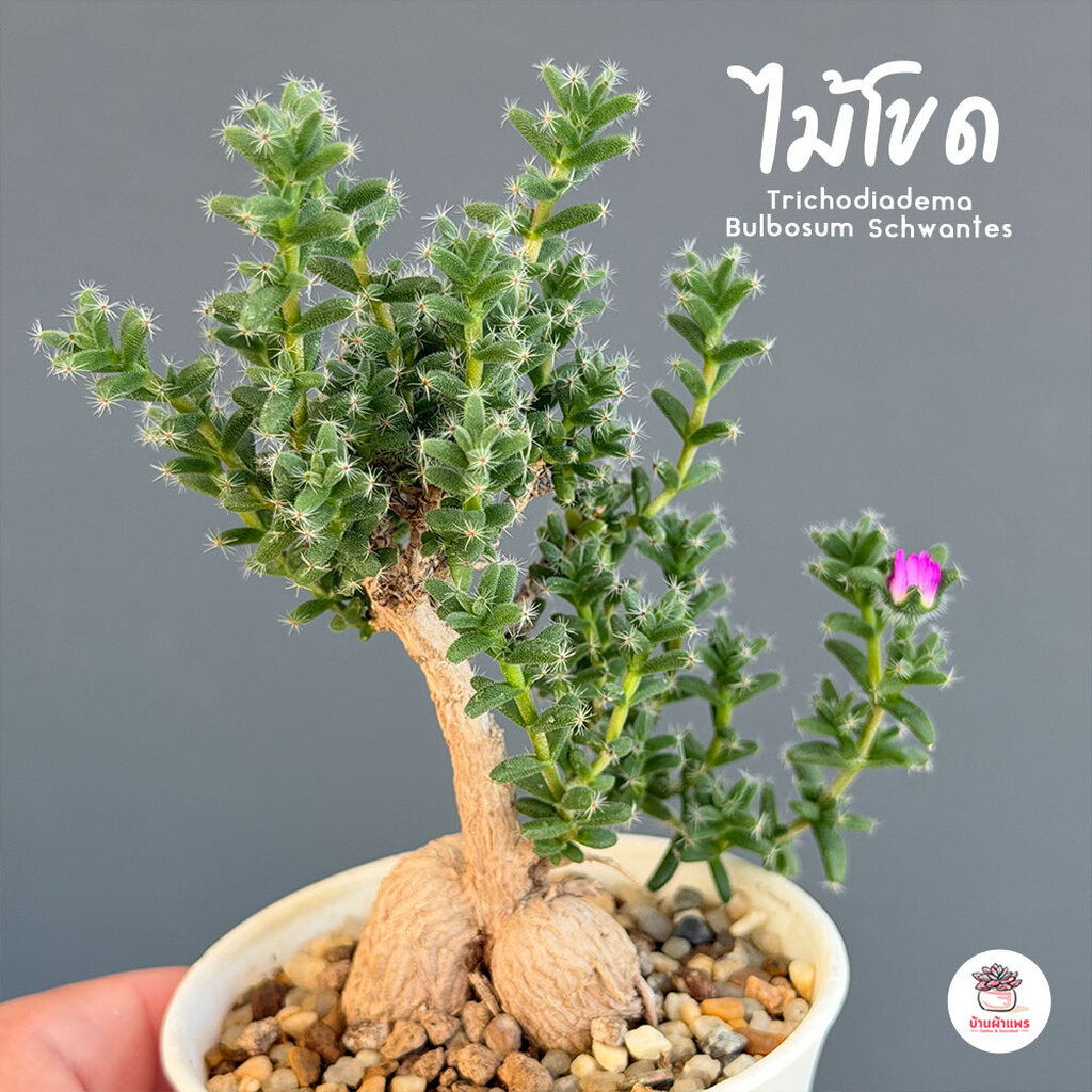 ไม้โขด Trichodiadema Bulbosum Schwantes กุหลาบหิน cactus&succulentหลากหลายสายพันธุ์