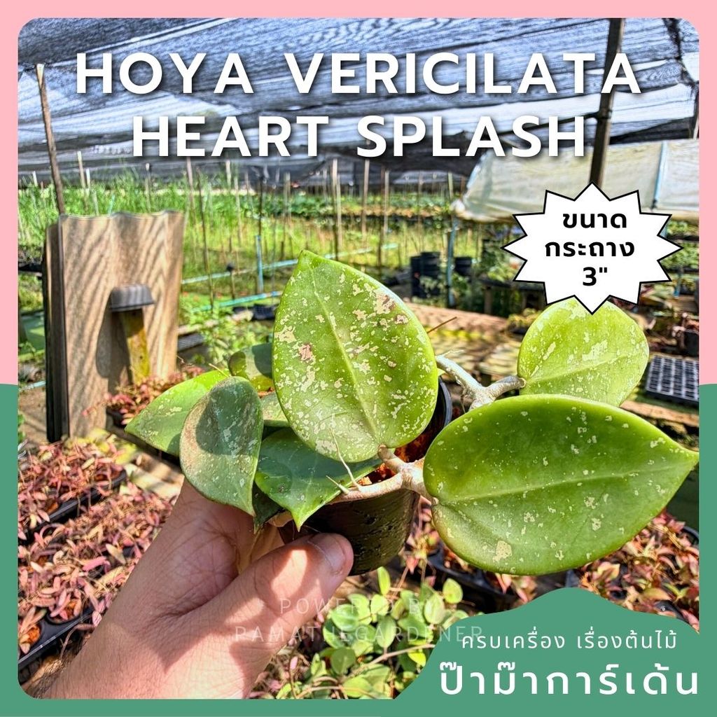 โฮย่า เวอร์ทิซิลลาต้า ฮาร์ท สแปลช กระถาง 3 นิ้ว - Hoya Verticillata Heart Splash