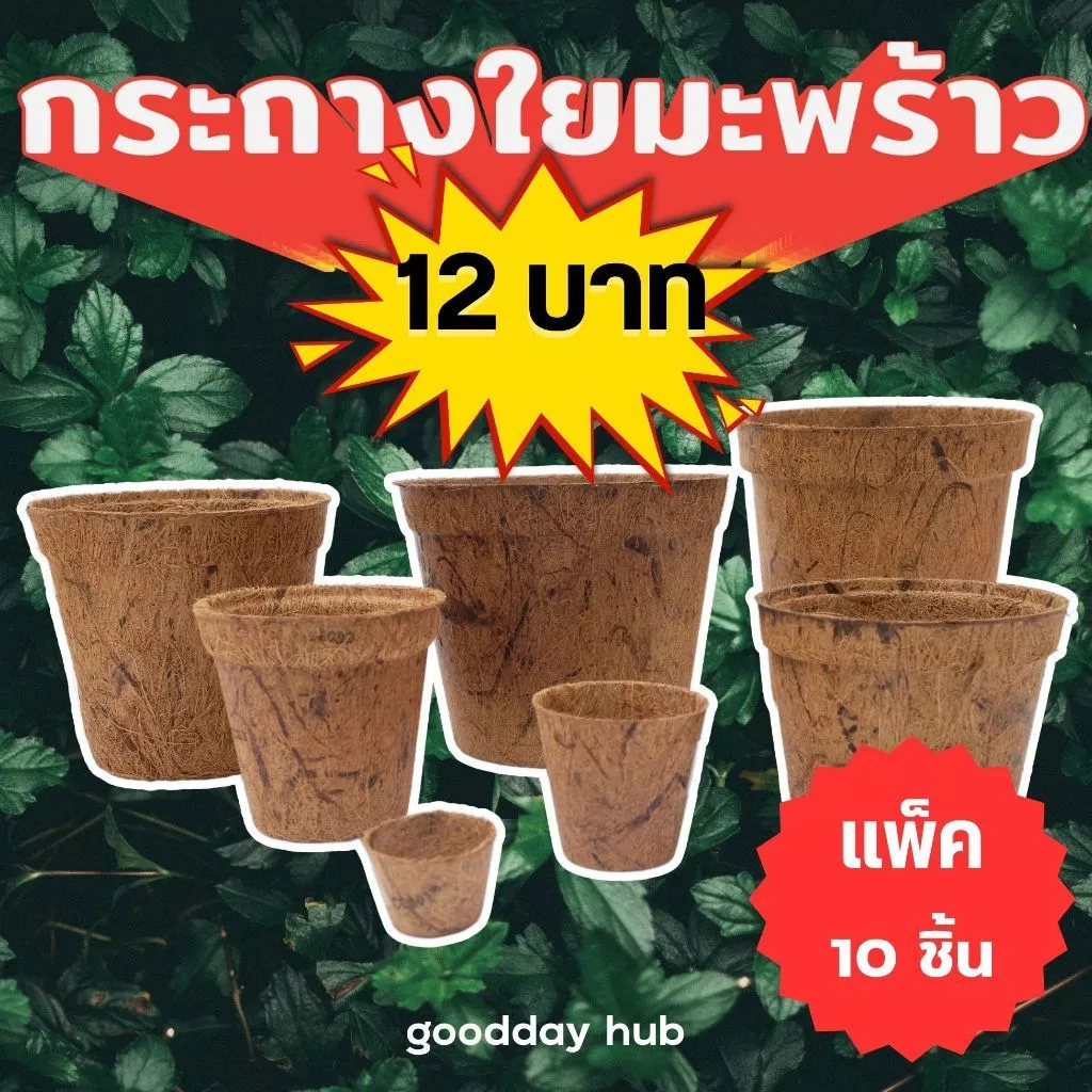 [แพ็ค 10 ชิ้น] กระถางใยมะพร้าว กระถางต้นไม้ กระถางเพาะต้นกล้า ปลูกลงดินได้เลย ย่่อยสลายได้