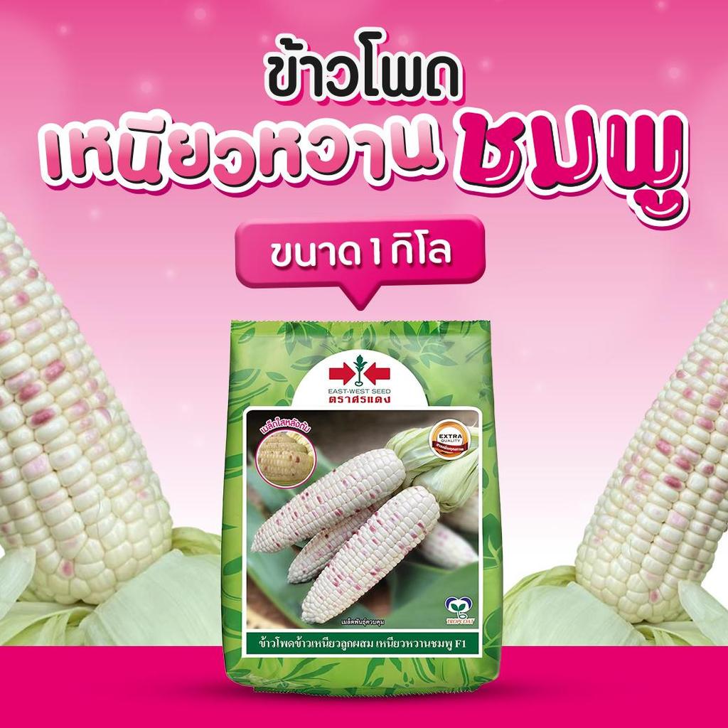 เมล็ดข้าวโพดข้าวเหนียว ลูกผสม เหนียวหวานชมพู ตราศรแดง ขนาด 500g. 5,000 เมล็ด