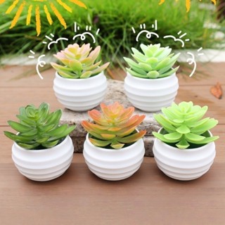 ชิ้นจําลองพืชอวบน้ํากระถางต้นไม้ขนาดเล็ก-ในร่มสก์ท็อปชั้นวาง…